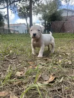 Luna, a female Dogo Argentino for sale in Lakeland, FL – Photo 1 of 2