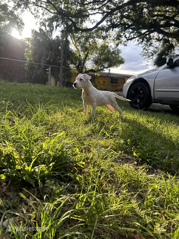 Rose – Dogo Argentino puppy for sale in Lakeland, FL