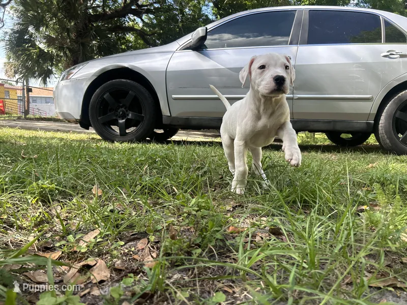 Nova – Dogo Argentino puppy for sale in Lakeland, FL