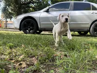 Rose, a female Dogo Argentino for sale in Lakeland, FL – Photo 1 of 2