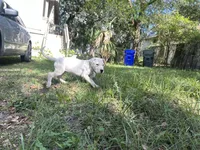 Rose, a female Dogo Argentino for sale in Lakeland, FL – Photo 2 of 2
