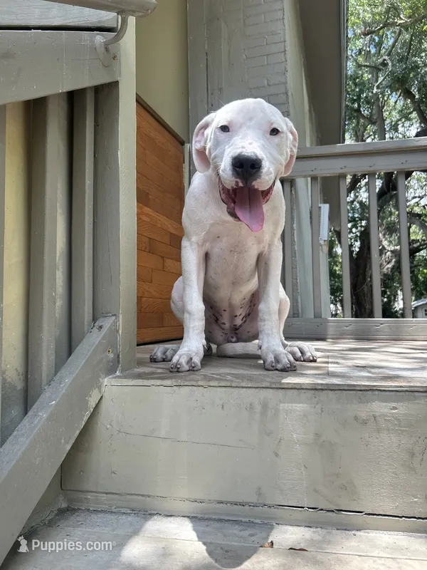 Nova – Dogo Argentino puppy for sale in Lakeland, FL