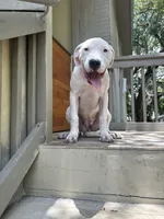 Nova, a female Dogo Argentino for sale in Lakeland, FL – 1 of 2
