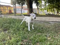 Rose, a female Dogo Argentino for sale in Lakeland, FL – 2 of 3