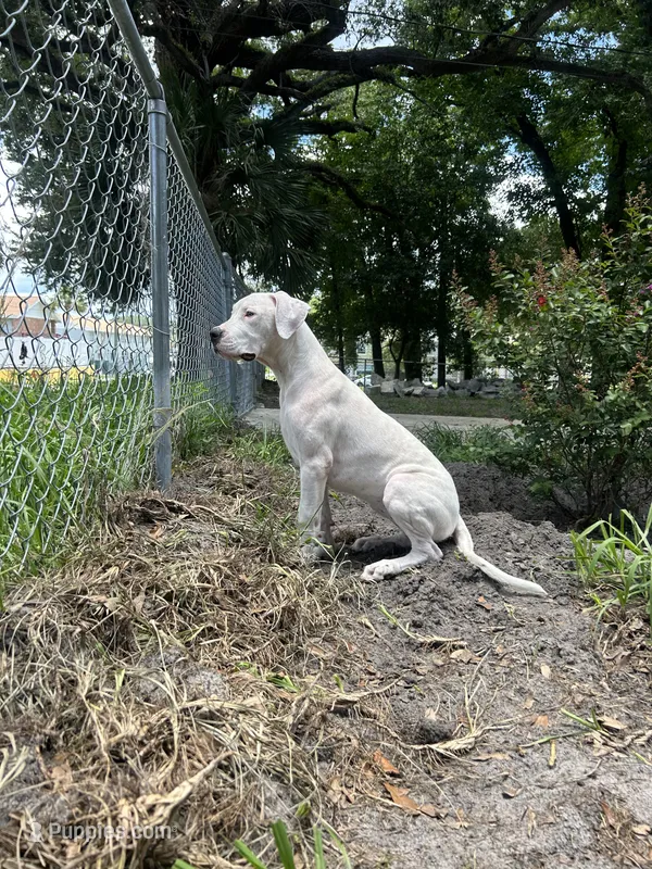 Nova – Dogo Argentino puppy for sale in Lakeland, FL