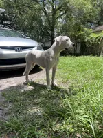 Nova, a female Dogo Argentino for sale in Lakeland, FL – 2 of 2