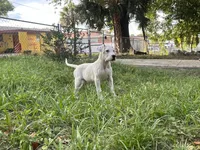 Rose, a female Dogo Argentino for sale in Lakeland, FL – 3 of 3