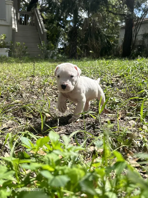 Rex – Dogo Argentino puppy for sale in Lakeland, FL