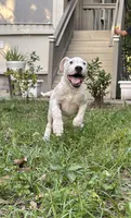 Rex, a male Dogo Argentino for sale in Lakeland, FL – 1 of 2