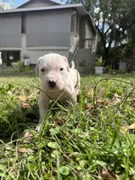 Rex, a male Dogo Argentino for sale in Lakeland, FL – Photo 2 of 2