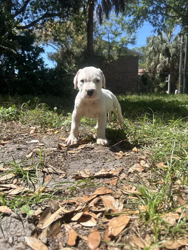Rex – Dogo Argentino puppy for sale in Lakeland, FL