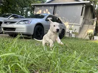 Rex, a male Dogo Argentino for sale in Lakeland, FL – 2 of 2