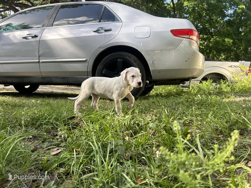 Rex – Dogo Argentino puppy for sale in Lakeland, FL