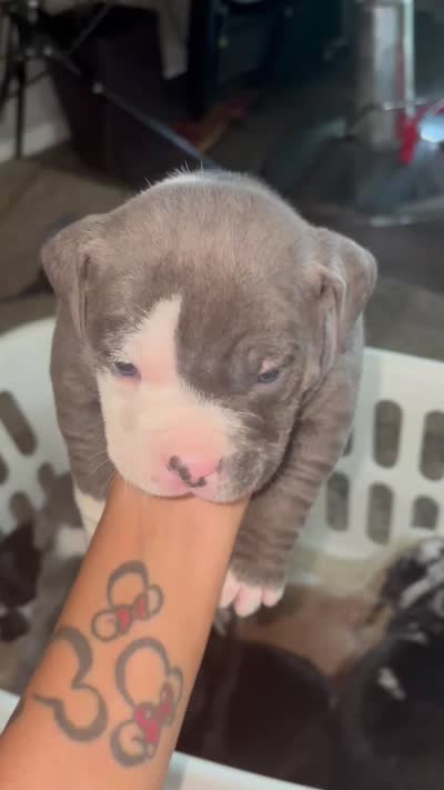 *unnamed*, a male American Bully for sale in Round Rock, TX – 1 of 1