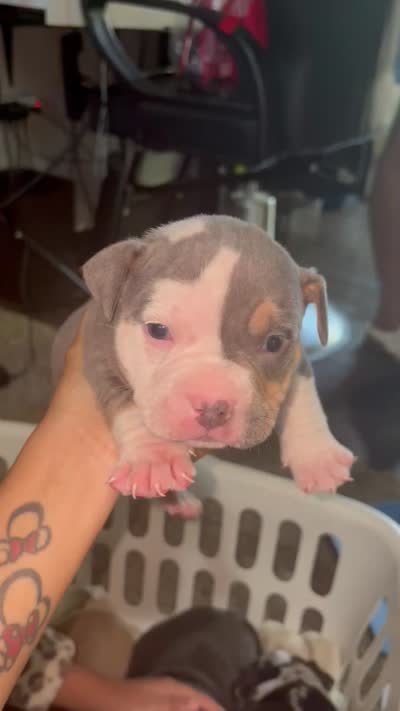 *unnamed*, a male American Bully for sale in Round Rock, TX – 1 of 1