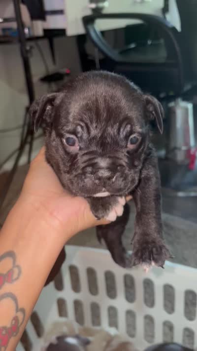 *unnamed*, a male American Bully for sale in Round Rock, TX – 1 of 1