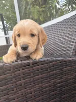 Biscotti, a male Golden Retriever for sale in Tarpon Springs, FL – 3 of 4