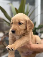 Cinnamon, a female Golden Retriever for sale in Tarpon Springs, FL – 4 of 6