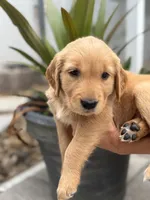 Cinnamon, a female Golden Retriever for sale in Tarpon Springs, FL – 5 of 6