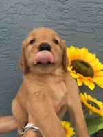 Expresso, a female Golden Retriever for sale in Tarpon Springs, FL – 3 of 3