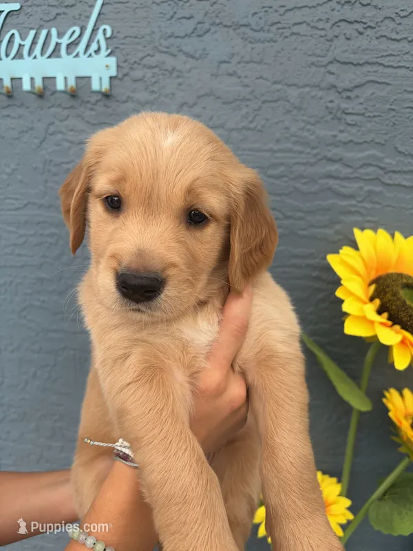 Biscotti – Golden Retriever puppy for sale in Tarpon Springs, FL