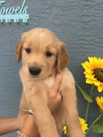 Biscotti, a male Golden Retriever for sale in Tarpon Springs, FL – 1 of 4