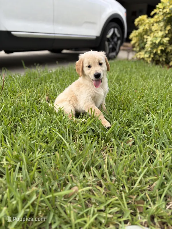 Vanilla – Golden Retriever puppy for sale in Tarpon Springs, FL
