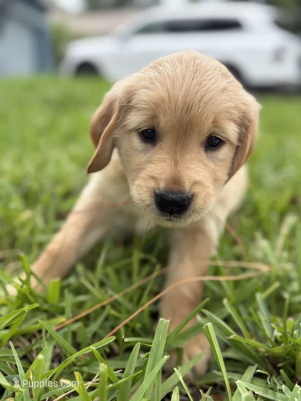 coffee bean – Golden Retriever puppy for sale in Tarpon Springs, FL