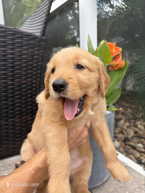 Cinnamon – Golden Retriever puppy for sale in Tarpon Springs, FL