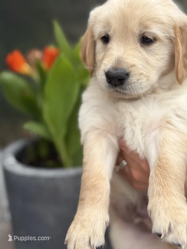 Vanilla – Golden Retriever puppy for sale in Tarpon Springs, FL