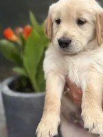 Vanilla, a male Golden Retriever for sale in Tarpon Springs, FL – 1 of 4
