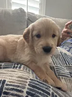coffee bean, a female Golden Retriever for sale in Tarpon Springs, FL – 4 of 5