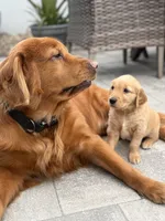 Cinnamon, a female Golden Retriever for sale in Tarpon Springs, FL – 2 of 6