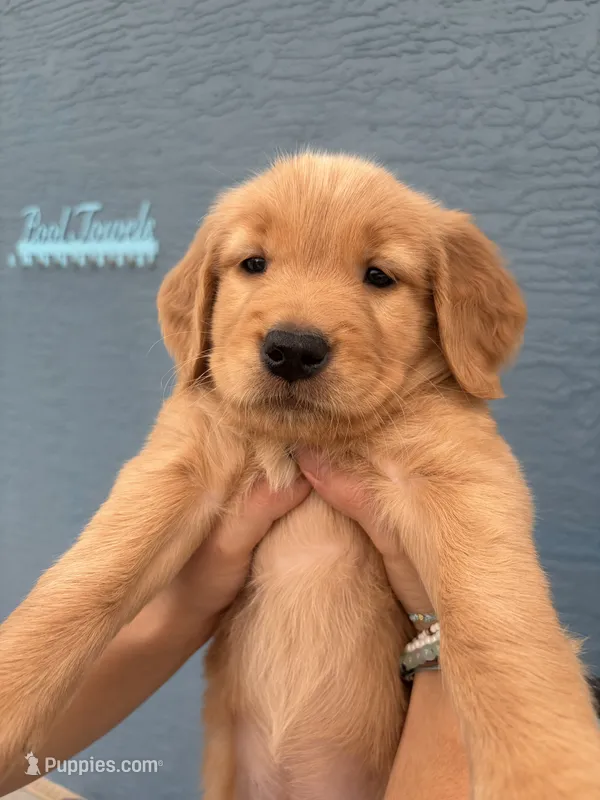 Expresso – Golden Retriever puppy for sale in Tarpon Springs, FL