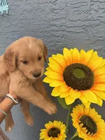 Biscotti, a male Golden Retriever for sale in Tarpon Springs, FL – 4 of 4