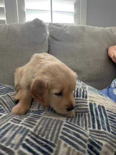 coffee bean, a female Golden Retriever for sale in Tarpon Springs, FL – 5 of 5