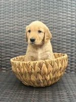 Cinnamon, a female Golden Retriever for sale in Tarpon Springs, FL – 3 of 6