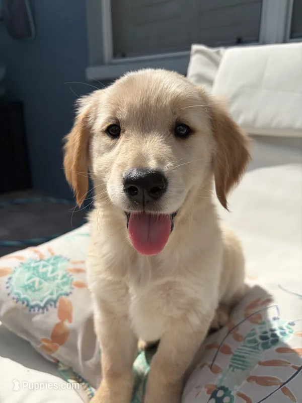 Vanilla – Golden Retriever puppy for sale in Tarpon Springs, FL