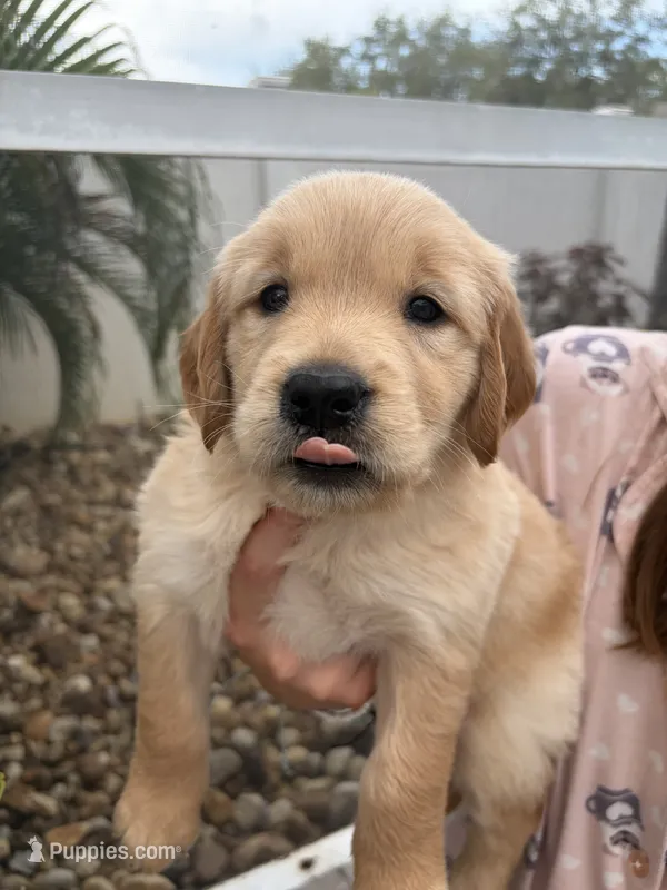 coffee bean – Golden Retriever puppy for sale in Tarpon Springs, FL