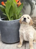 Vanilla, a male Golden Retriever for sale in Tarpon Springs, FL – 4 of 4