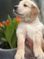 Vanilla, a male Golden Retriever for sale in Tarpon Springs, FL – 3 of 4