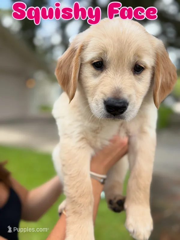 Vanilla – Golden Retriever puppy for sale in Tarpon Springs, FL
