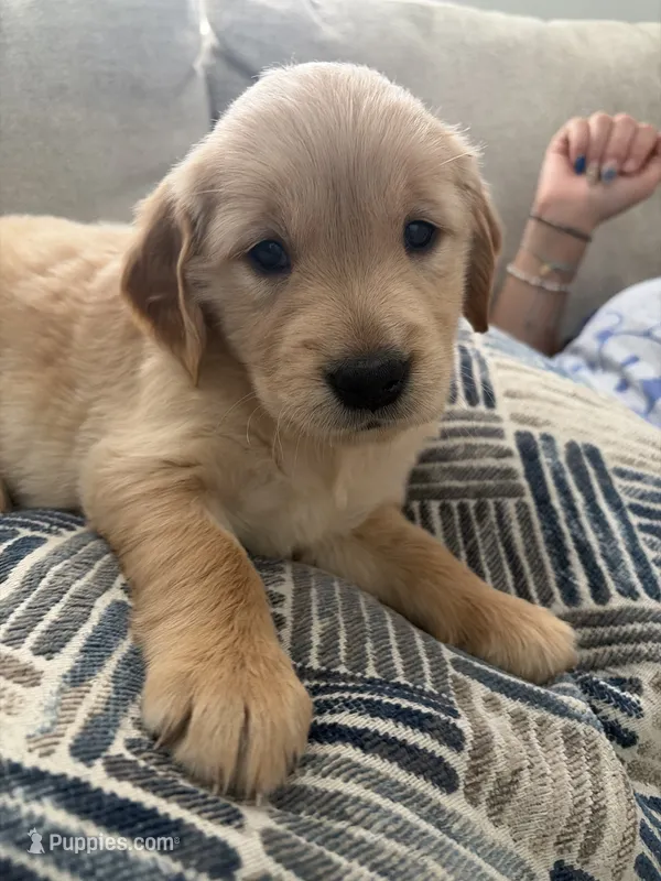 coffee bean – Golden Retriever puppy for sale in Tarpon Springs, FL