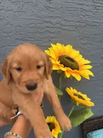 Expresso, a female Golden Retriever for sale in Tarpon Springs, FL – 2 of 3
