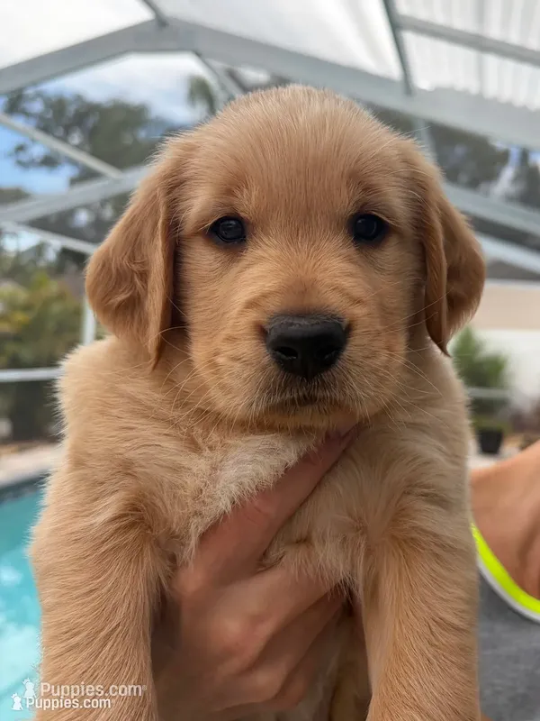 Truffle – Golden Retriever puppy for sale in Tarpon Springs, FL