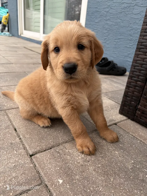 Truffle – Golden Retriever puppy for sale in Tarpon Springs, FL