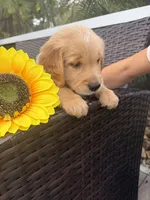 Biscotti, a male Golden Retriever for sale in Tarpon Springs, FL – 2 of 4