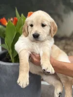 Vanilla, a male Golden Retriever for sale in Tarpon Springs, FL – 2 of 4