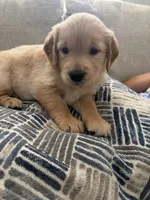 coffee bean, a female Golden Retriever for sale in Tarpon Springs, FL – 3 of 5