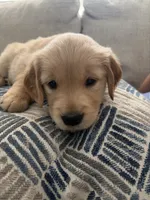 coffee bean, a female Golden Retriever for sale in Tarpon Springs, FL – 2 of 5